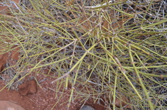 Ephedra nevadensis