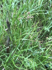 Luzula luzuloides rubella