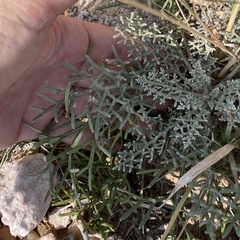 Hymenopappus