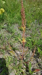 Amaranthus hybridus