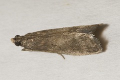 Eccopisa effractella