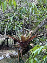 Tillandsioideae