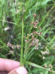 Luzula luzuloides rubella