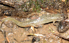 Desmognathus