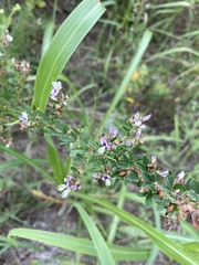 Lespedeza cuneata