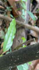 Syntomacris guttulosa