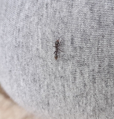 Pseudomyrmex