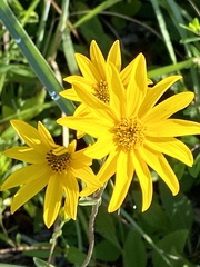 Helianthus occidentalis