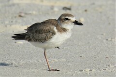 Charadrius wilsonia