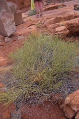 Ephedra nevadensis