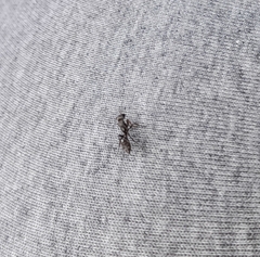 Pseudomyrmex
