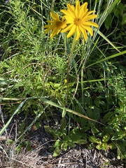 Helianthus occidentalis