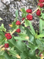 Blitum virgatum