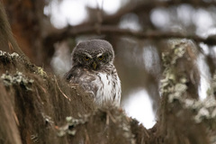 Glaucidium passerinum