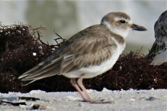 Charadrius wilsonia