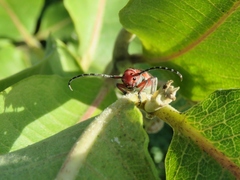 Tetraopes femoratus
