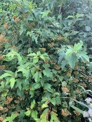 Physocarpus opulifolius