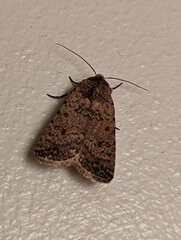 Caradrina clavipalpis
