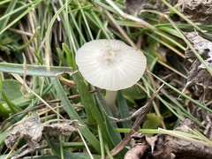 Cuphophyllus virgineus