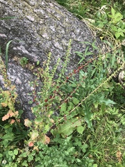 Blitum virgatum