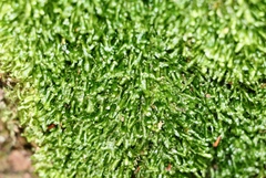 Homalia trichomanoides