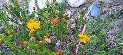 Hypericum balearicum