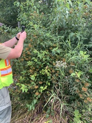 Physocarpus opulifolius