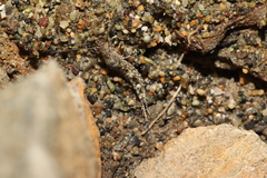 Archaeognatha