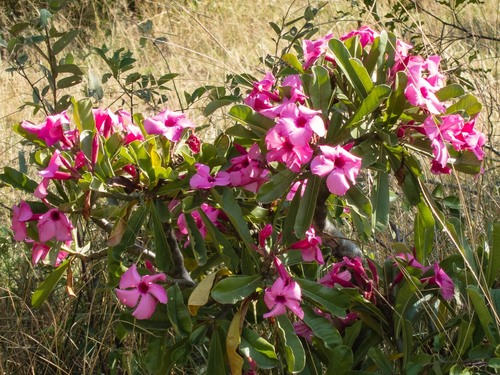 Summer impala lily (Adenium swazicum)