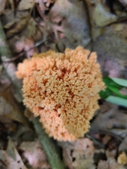Ramaria