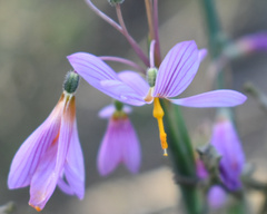 Olsynium scirpoideum