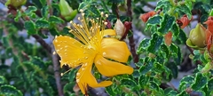 Hypericum balearicum