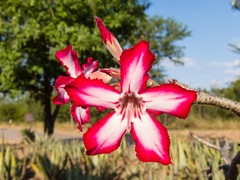 Adenium multiflorum