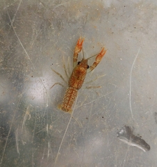 Austropotamobius torrentium