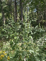 Agastache nepetoides