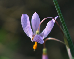 Olsynium scirpoideum