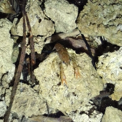 Austropotamobius torrentium