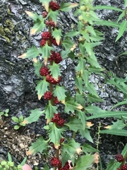 Blitum virgatum