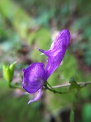 Aconitum variegatum