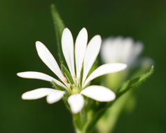 Stellaria chilensis
