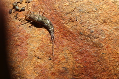 Archaeognatha