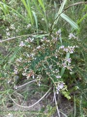 Lespedeza cuneata