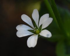 Stellaria chilensis