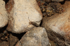 Archaeognatha