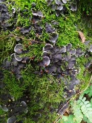Peltigera praetextata