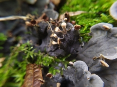 Peltigera praetextata
