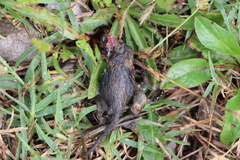 Rodentia