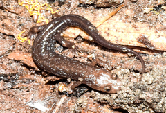 Desmognathus carolinensis