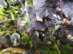 Peltigera praetextata