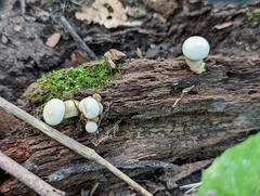 Lycoperdon excipuliforme